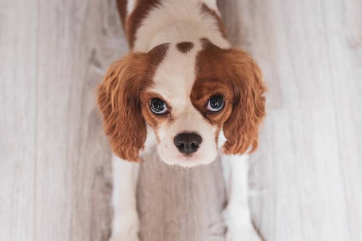 Il comportamento del cane