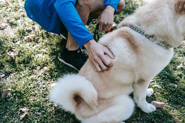 Cane non muove la sua coda