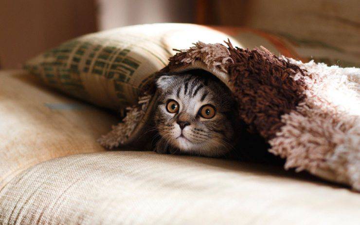 Il gatto vuole le coccole di notte Il gatto vuole le coccole di notte