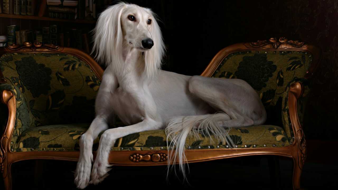 prima razza canina storia prima razza canina storia