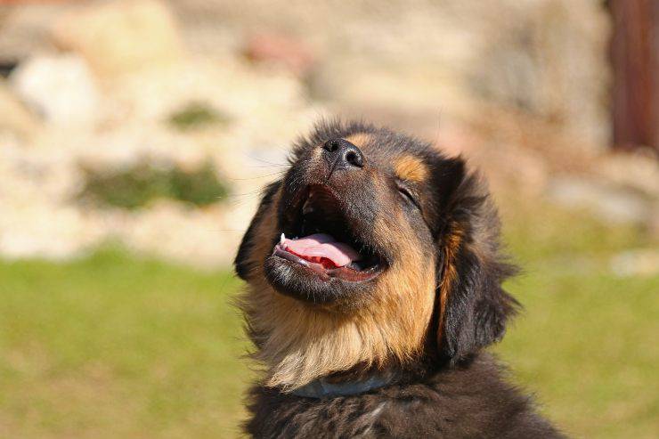 Cani che tollerano gli sconosciuti