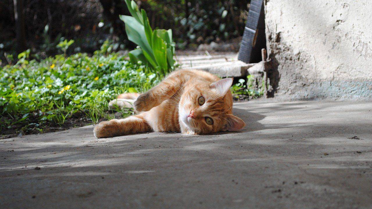 gatto al sole quante ossa hanno i gatti