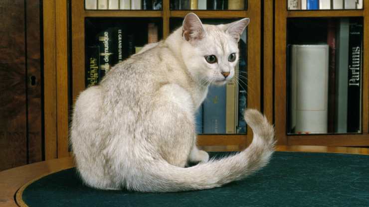 razze gatti più forti