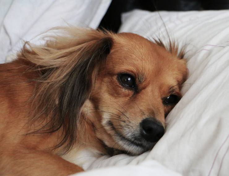 Trauma cranico nel cane Trauma cranico nel cane