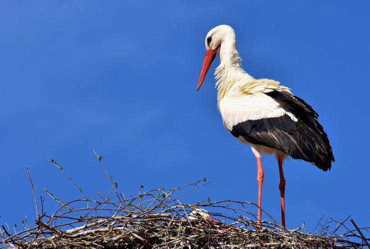 Uccello migratore