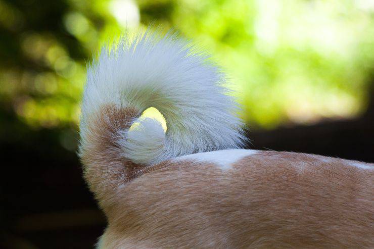 Il cane non scodinzola