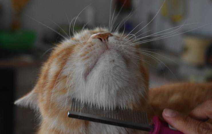 toelettatura gatto