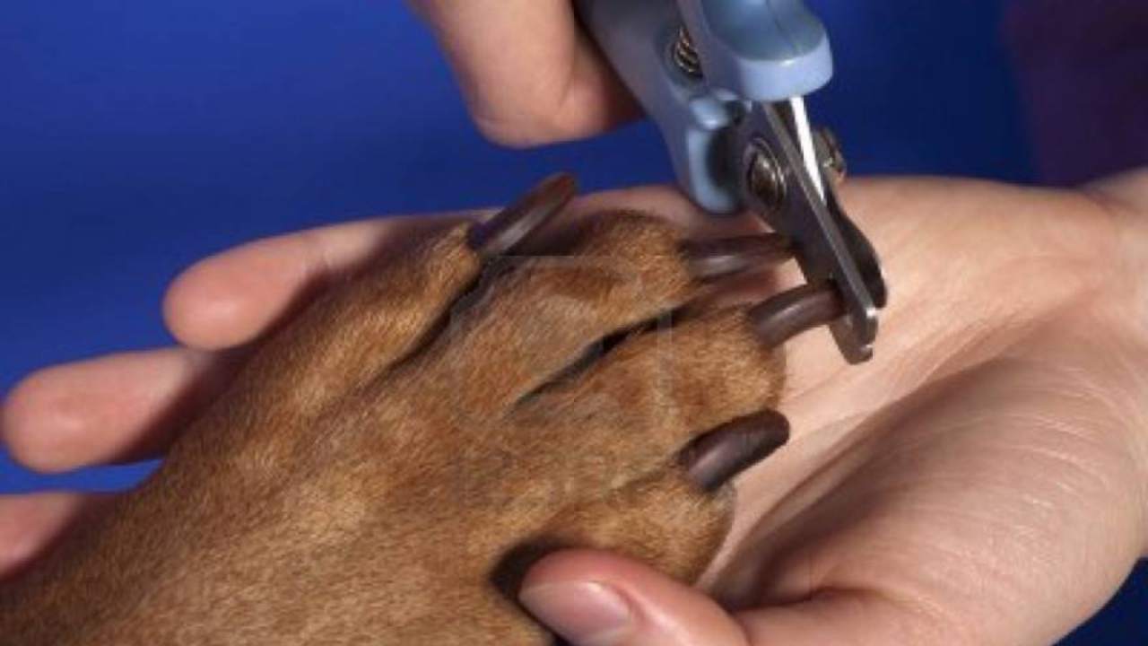 taglio delle unghie al cane Come scegliere tagliaunghie per il cane