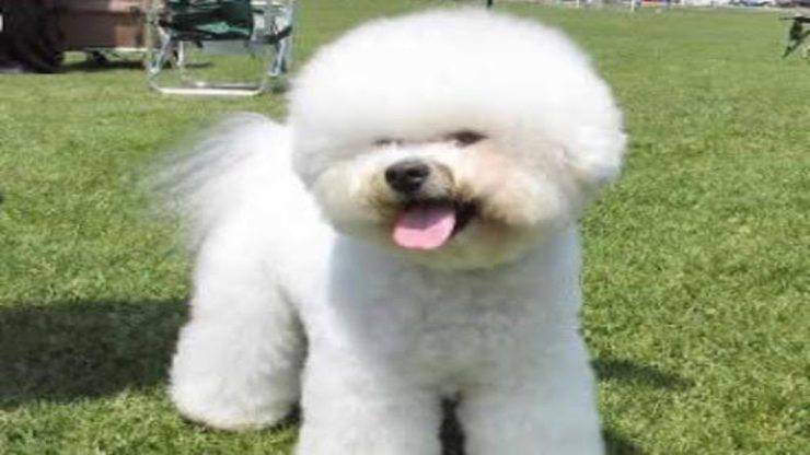 Con quali cani va d'accordo il Bichon à poil frisé Razze compatibili col Bichon à poil frisé