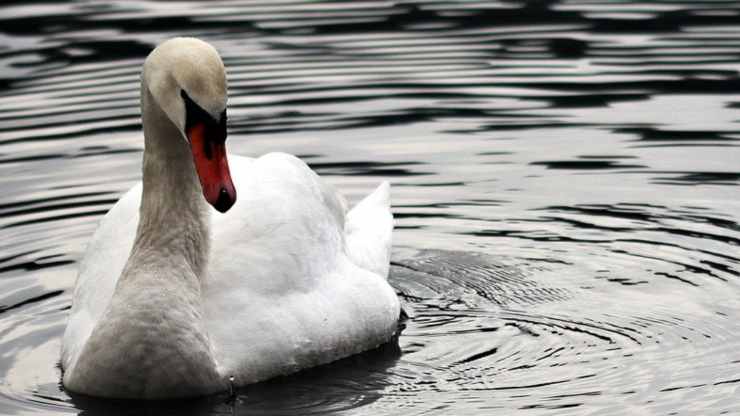 Cigno in primo piano (Foto Pixabay)
