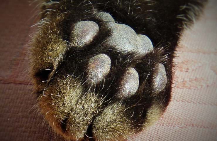 zampa gatto