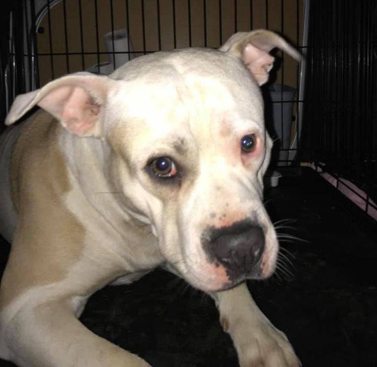 cane lanciato auto corsa