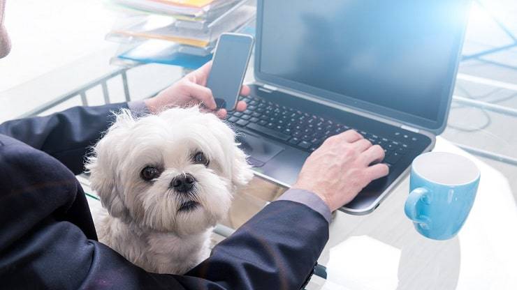 giornata cani ufficio