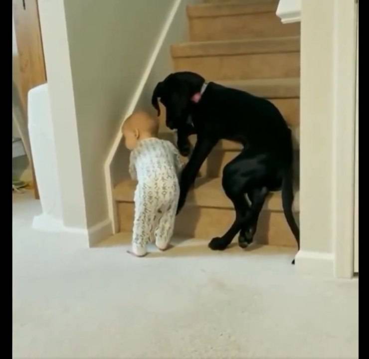 cane bambino scale video