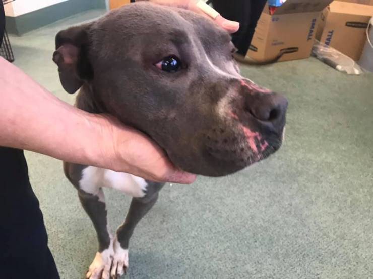 cane corpo occhi bruciati