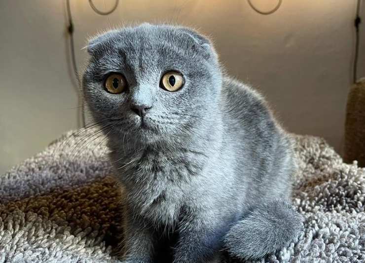 Priscilla, gatto di Tommaso Zorzi Gatto di Tommaso Zorzi
