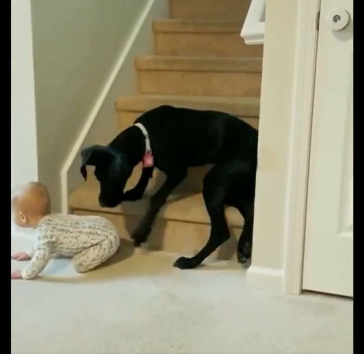 cane impedisce bambino scale