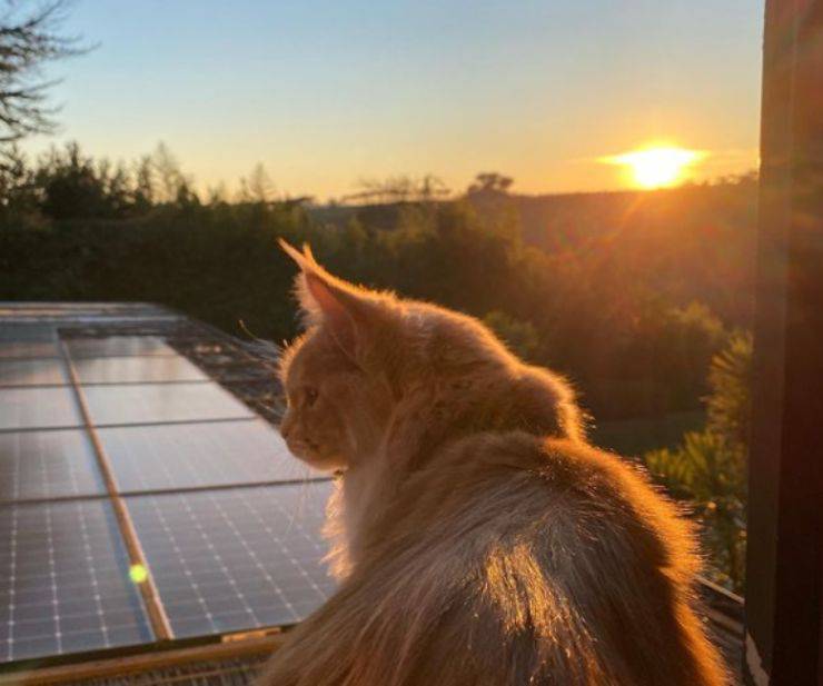 Miura, il gatto di Lorella Cuccarini Miura, il gatto di Lorella Cuccarini