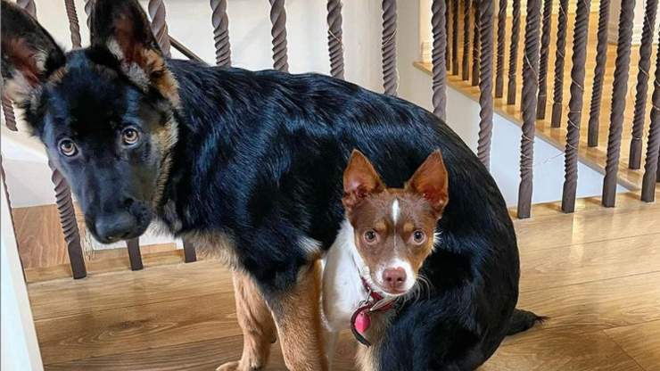 I cani di Elisabetta Canalis Elisabetta Canalis cani