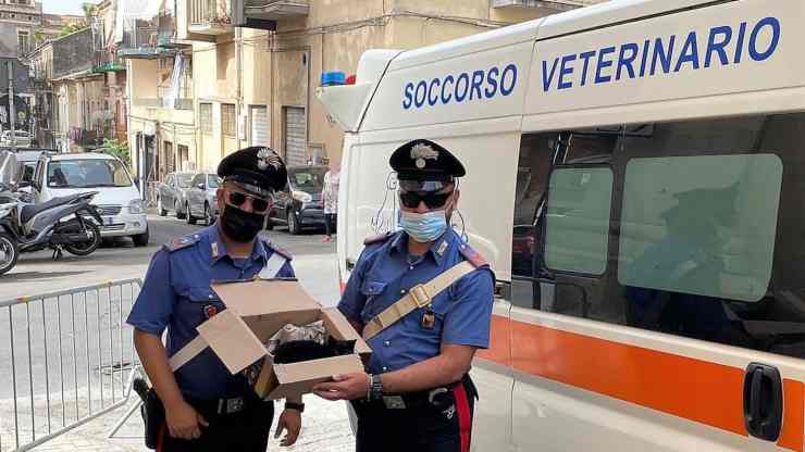 gattino ritrovato (Foto Facebook)