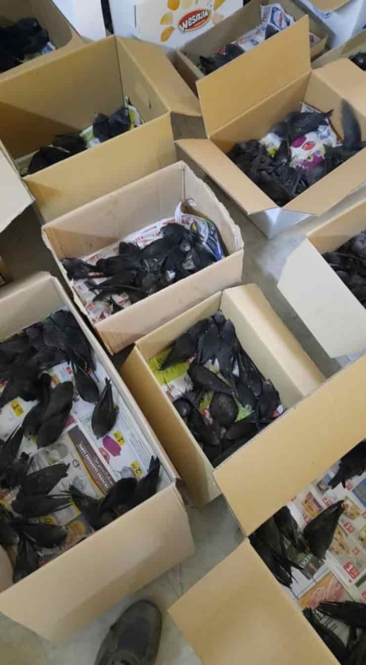 Oltre 600 rondini cadute dal nido rischiano la vita (Foto Facebook)
