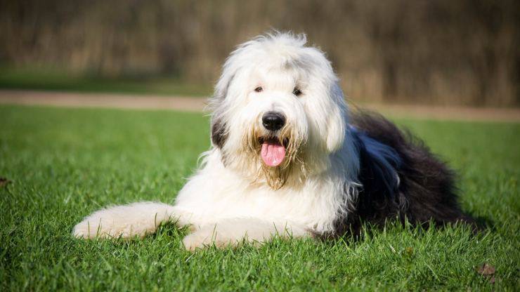 Alimentazione del Bobtail