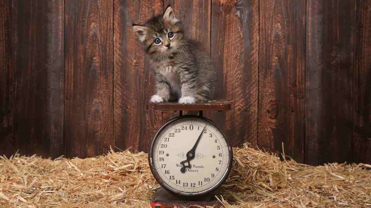 Gattino sulla bilancia Come scegliere bilancia per il gatto