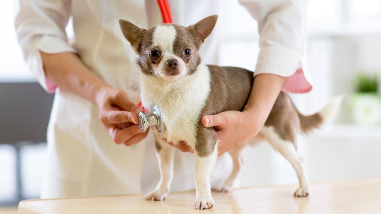 veterinario visita il cane Ernia peritoneo-pericardica nel cane