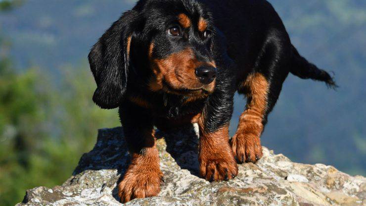 Perché avere un Alpenlaendische dachsbracke Adottare un Alpenlaendische dachsbracke