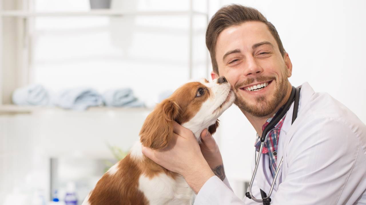 cane che lecca il veterinario Anagrafe canina Basilicata