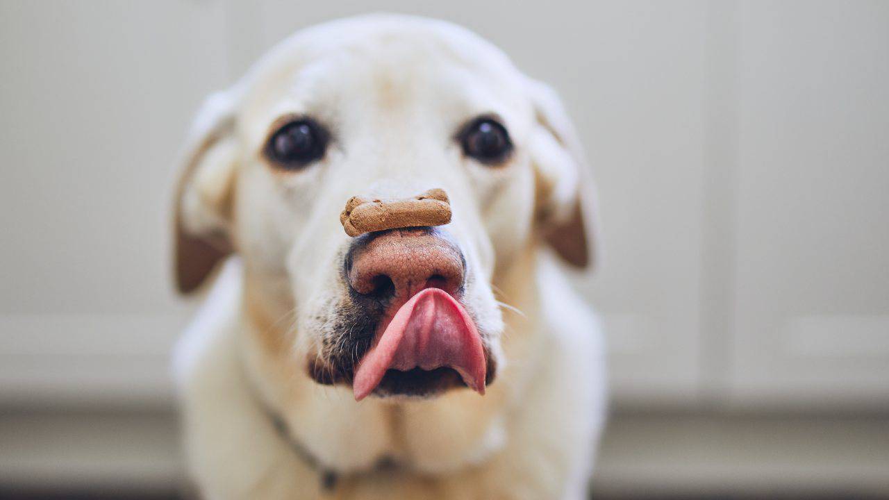 Quali sapori sentono i cani?