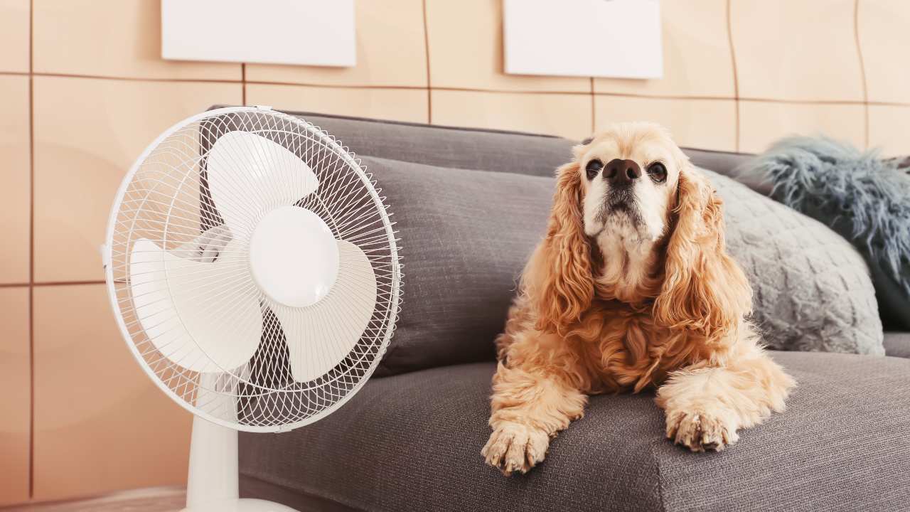 Cane seduto sul divano accanto ad un ventilatore spento Perché il cane ha paura del ventilatore?