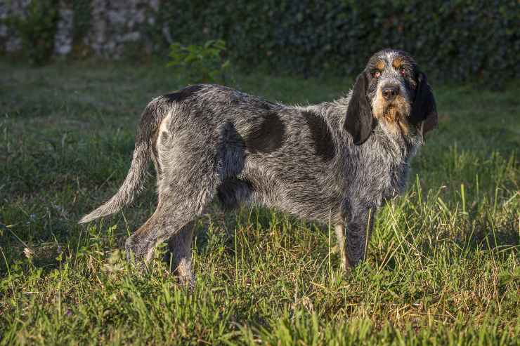Con chi va d'accordo il Bleu de Gascogne Griffon Bleu de Gascogne