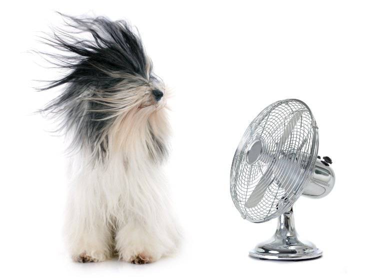 cane davanti ad un ventilatore