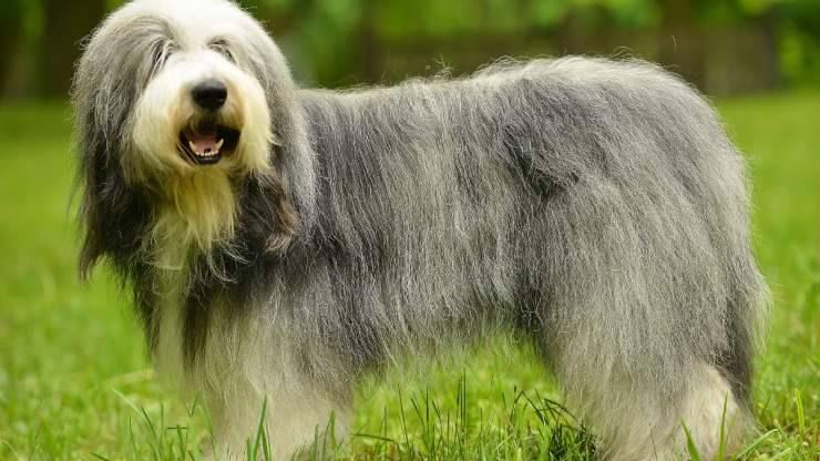 Cura del pelo del Bobtail