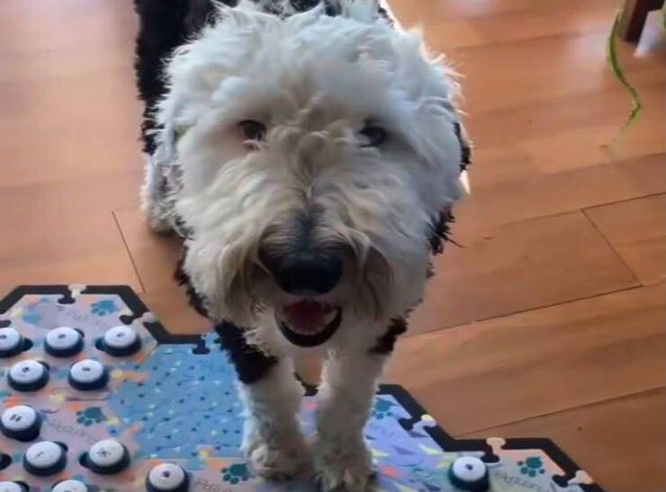 Bunny (Screen video Tik Tok)