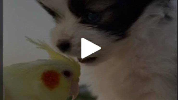Un legame bellissimo (Foto Tik Tok)