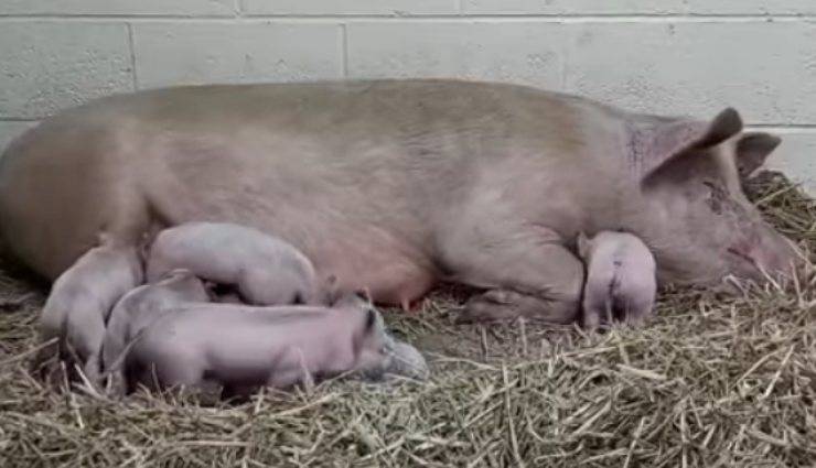 Matilda e i cuccioli (Foto Facebook)