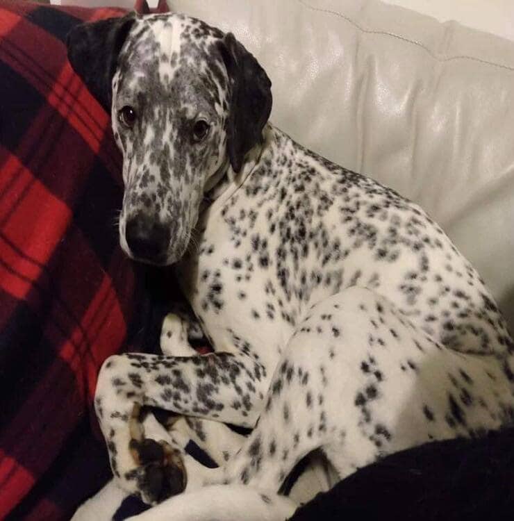 Dalmata nella sua nuova casa (Screen Facebook)