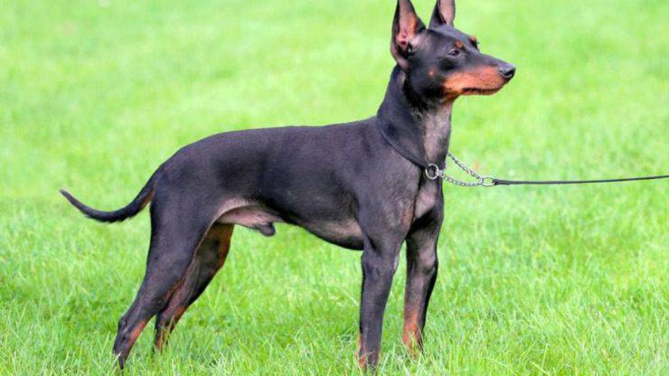 Di cosa si ammala il Black and Tan Toy Terrier Malattie più comuni del Black and Tan Toy Terrier