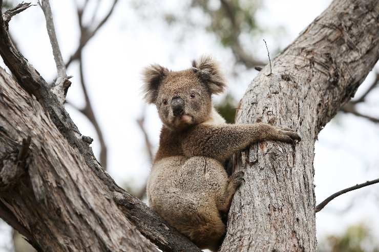 Koala mentre abbraccia un albero