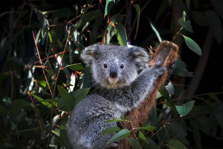Marsupiale australiano