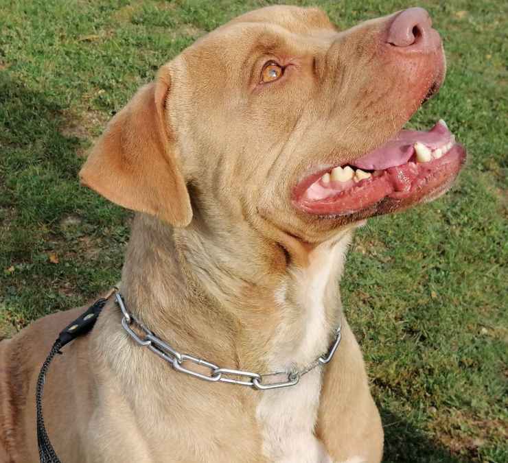 Cane Jack Cerca Casa