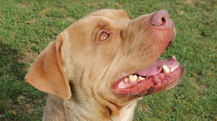 Cane Jack Cerca Casa