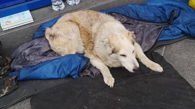 Cane Luna Vittima Droga