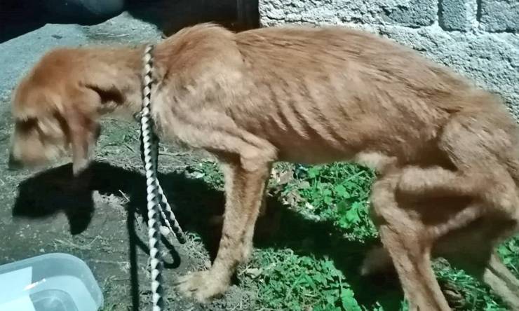 Cane Pluto Ritrovato Pelle Ossa
