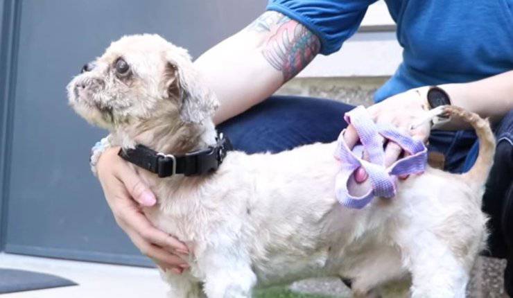 Cane Simon Ricoperto Di Pelo