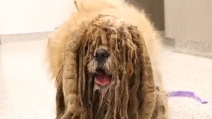 Cane Simon Ricoperto Di Pelo