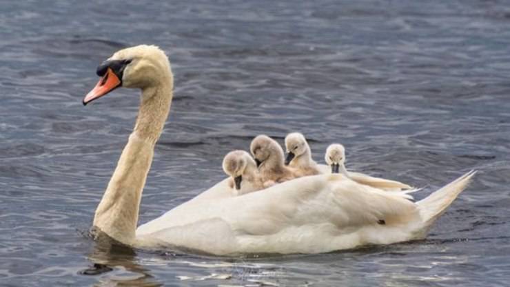 Cigno Maschio Accudisce Cuccioli Da Solo