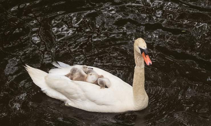 Cigno Maschio Accudisce Cuccioli Da Solo